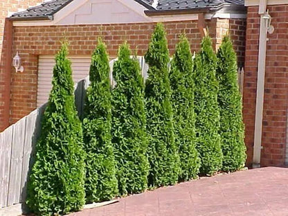 Thuja Smaragd Large Ornamental Conifer Plant Tree Supplied in a 4 Litre Pot