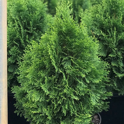 Thuja Smaragd Large Ornamental Conifer Plant Tree Supplied in a 4 Litre Pot