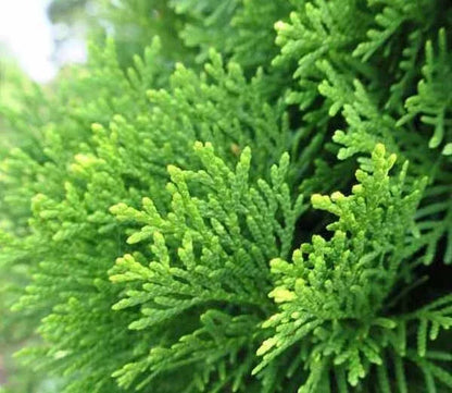 Thuja Smaragd Large Ornamental Conifer Plant Tree Supplied in a 4 Litre Pot