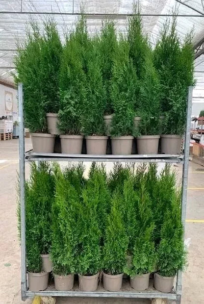 Thuja Smaragd Large Ornamental Conifer Plant Tree Supplied in a 4 Litre Pot