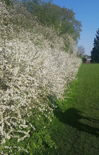 2-3ft Blackthorn Hedge Plants native bare root hedging