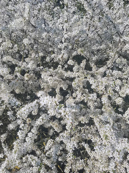 2-3ft Blackthorn Hedge Plants native bare root hedging