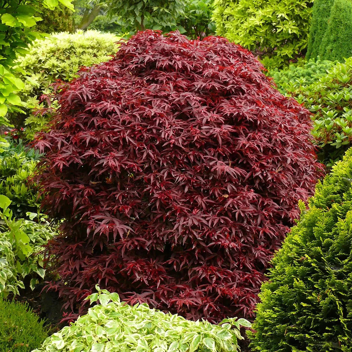 Acer palmatum Shaina - Japanese Maple | Large Outdoor Garden Ready Tree in Pot