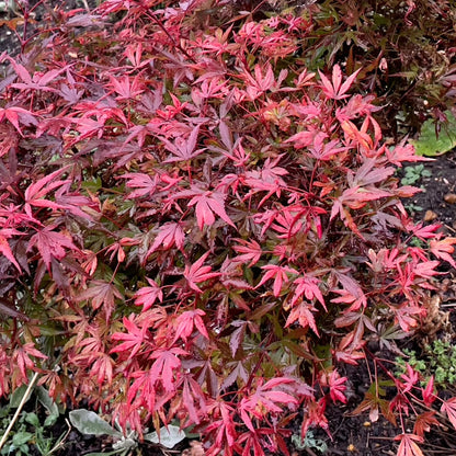 Acer palmatum Shaina - Japanese Maple | Large Outdoor Garden Ready Tree in Pot