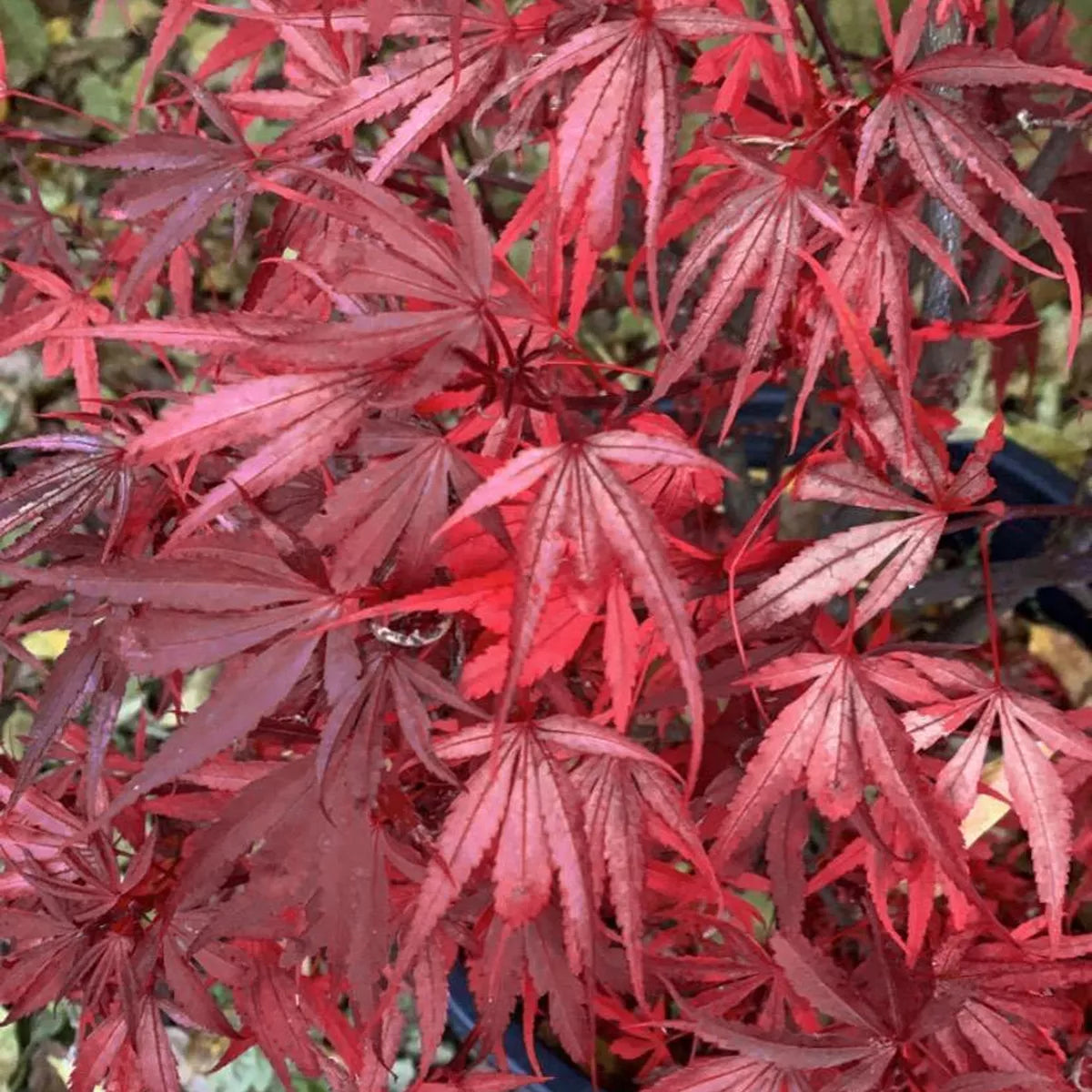 Acer palmatum Shaina - Japanese Maple | Large Outdoor Garden Ready Tree in Pot