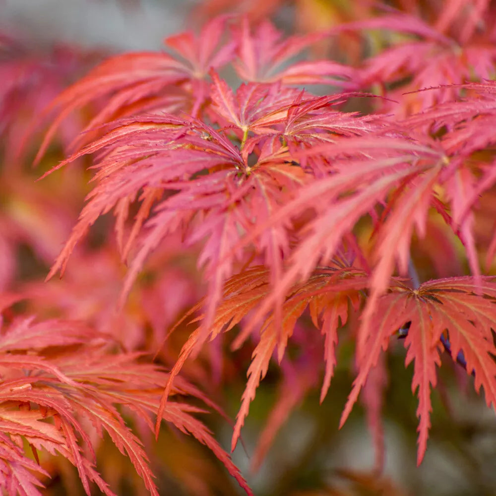 Japanese Acer palmatum 'Dissectum' in a 3L Pot Green