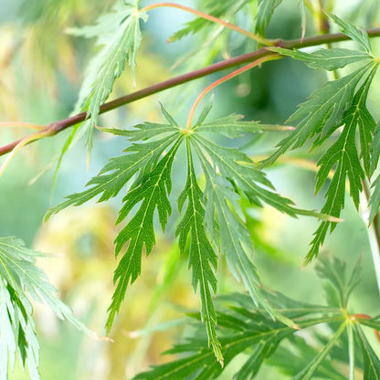 Japanese Acer palmatum 'Dissectum' in a 3L Pot Green