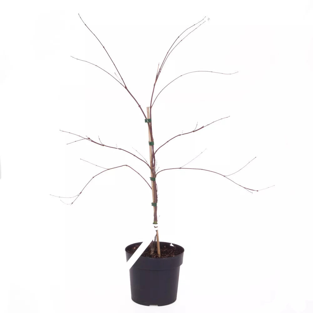 Japanese Acer palmatum 'Dissectum' in a 3L Pot Green