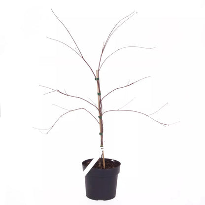 Japanese Acer palmatum 'Dissectum' in a 3L Pot Green