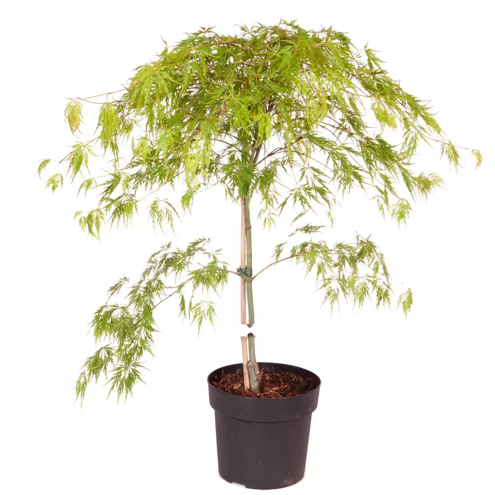 Japanese Acer palmatum 'Dissectum' in a 3L Pot Green