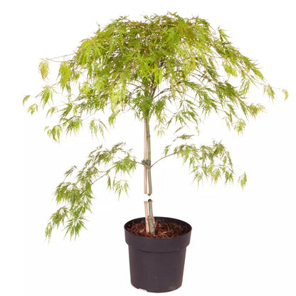 Japanese Acer palmatum 'Dissectum' in a 3L Pot Green