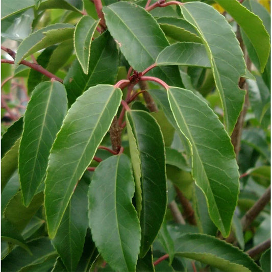 Prunus lusitanica | Portuguese Laurel | Ornamental Garden Tree | 5-6ft