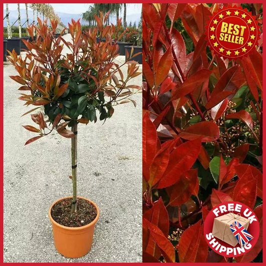 3 - 4 ft tall Red Robin Photinia fraseri Lollipop Standard Tree Garden Outdoor