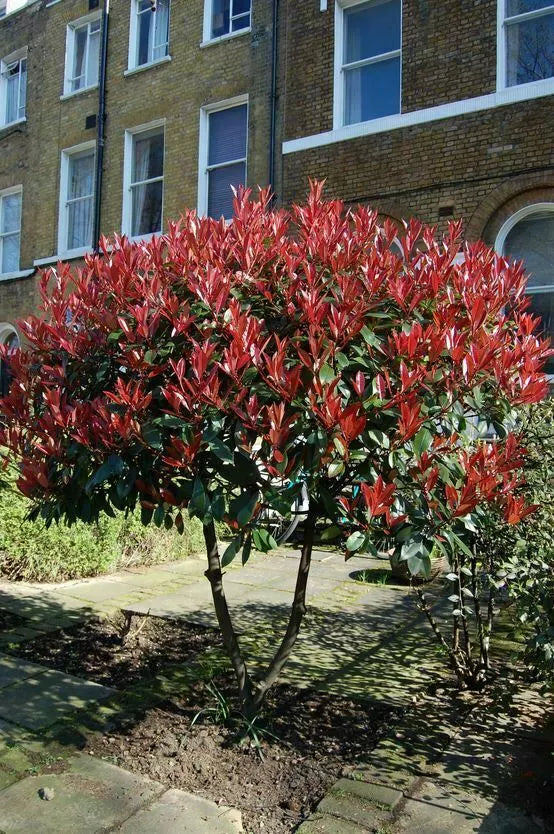 3 - 4 ft tall Red Robin Photinia fraseri Lollipop Standard Tree Garden Outdoor