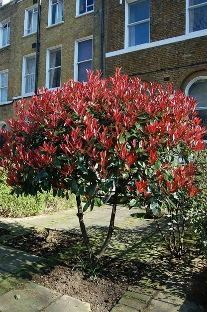3 - 4 ft tall Red Robin Photinia fraseri Lollipop Standard Tree Garden Outdoor