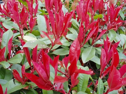 3 - 4 ft tall Red Robin Photinia fraseri Lollipop Standard Tree Garden Outdoor
