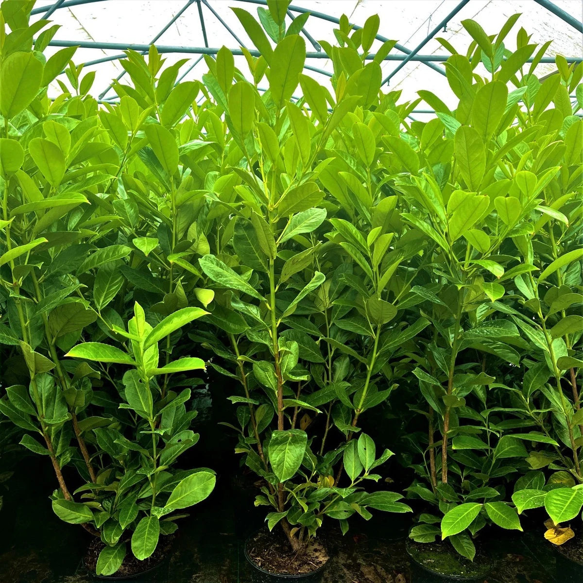 3 Cherry Laurel 3-4ft 3L Pots,Multi-Stemmed Prunus Rotundifolia, Evergreen Hedge