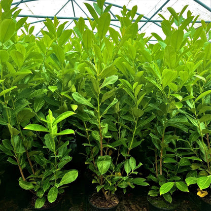 3 Cherry Laurel 3-4ft 3L Pots,Multi-Stemmed Prunus Rotundifolia, Evergreen Hedge