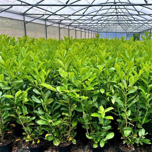 3 Cherry Laurel 3-4ft 3L Pots,Multi-Stemmed Prunus Rotundifolia, Evergreen Hedge