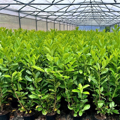 3 Cherry Laurel 3-4ft 3L Pots,Multi-Stemmed Prunus Rotundifolia, Evergreen Hedge