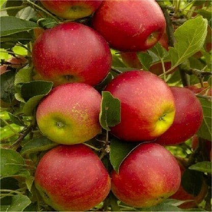 3x Apple Trees Seedlings 'Gala' Plug Plants 9cm Pot (25-30cm) Royalcart