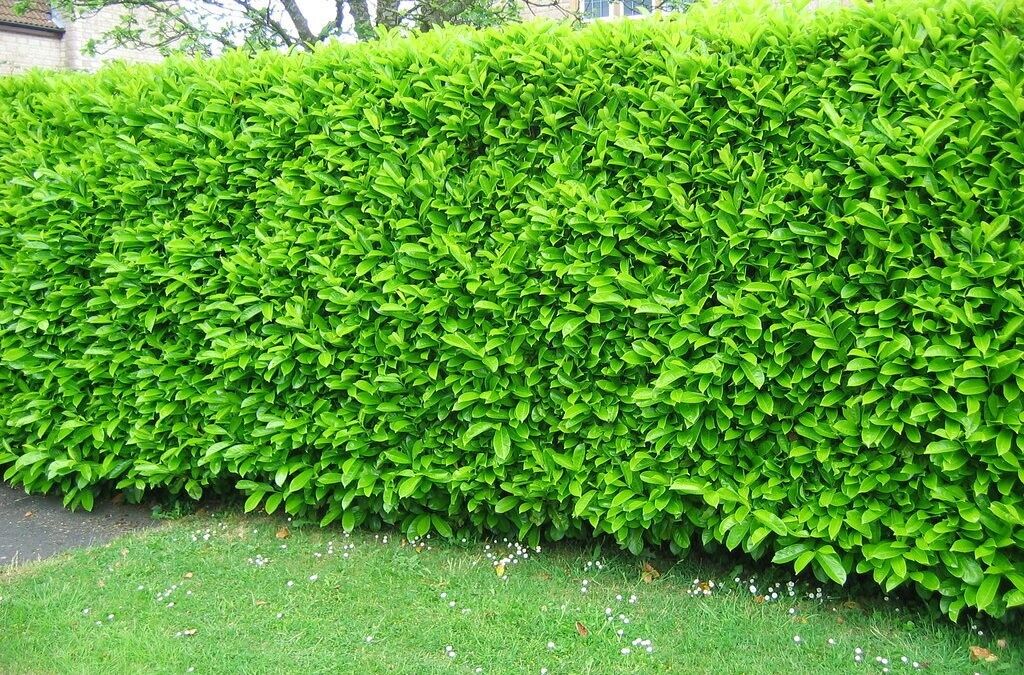 Cherry Laurel Hedging 60-90cm Evergreen Laurels for hedging. 2-3ft Royalcart