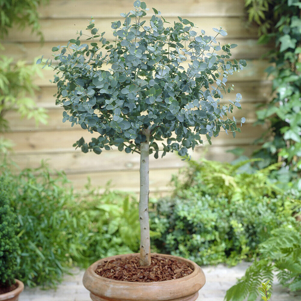 Eucalyptus gunnii Standard plant in 2L pot 60-100cm tall Royalcart