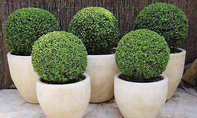 Ilex Crenata Green Glory' Ball 20-25cm diameter Garden Plant evergreen in 2L pot Royalcart