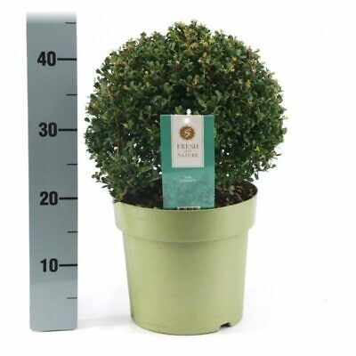 Ilex Crenata Green Glory' Ball 20-25cm diameter Garden Plant evergreen in 2L pot Royalcart