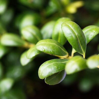 Ilex Crenata Green Glory' Ball 20-25cm diameter Garden Plant evergreen in 2L pot Royalcart